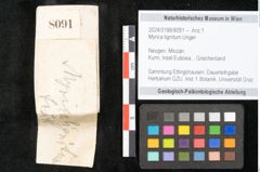 Foto (Objekt + Etikett) von Myrica lignitum Unger (NHMW-GEO-2024-0188-8091)